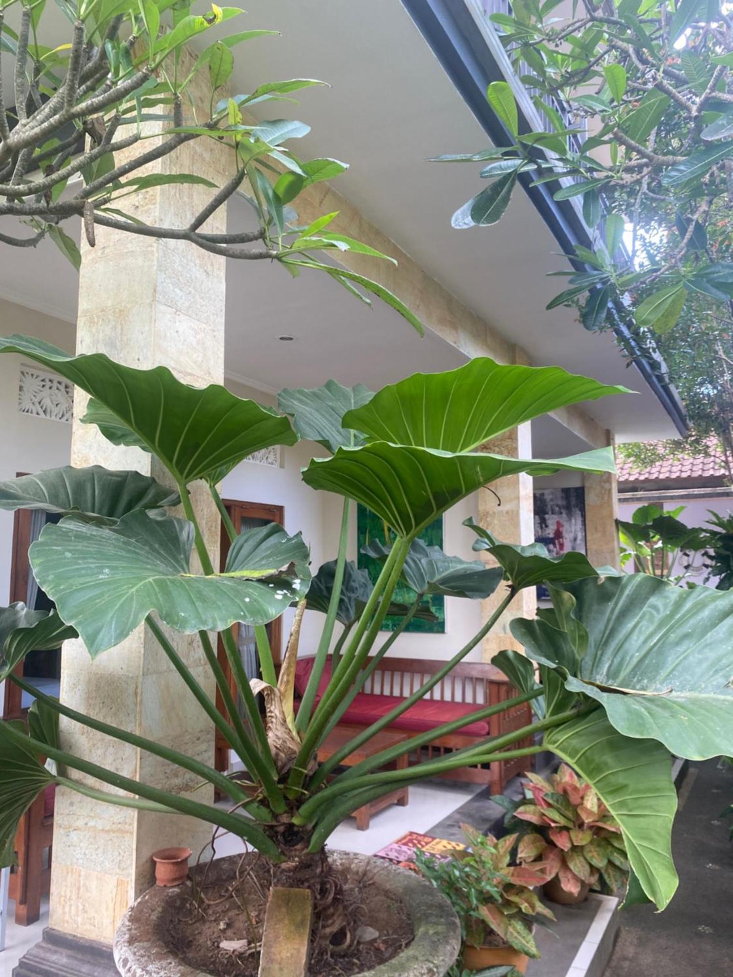Gus Arditya Homestay Ubud  Bagian luar foto