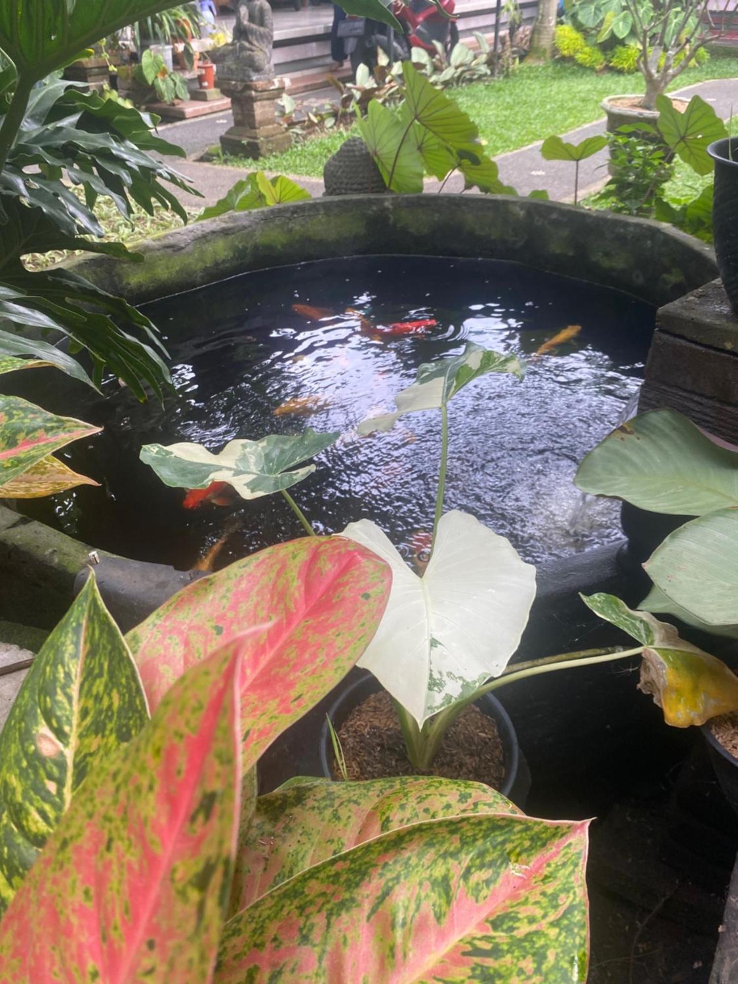 Gus Arditya Homestay Ubud  Bagian luar foto