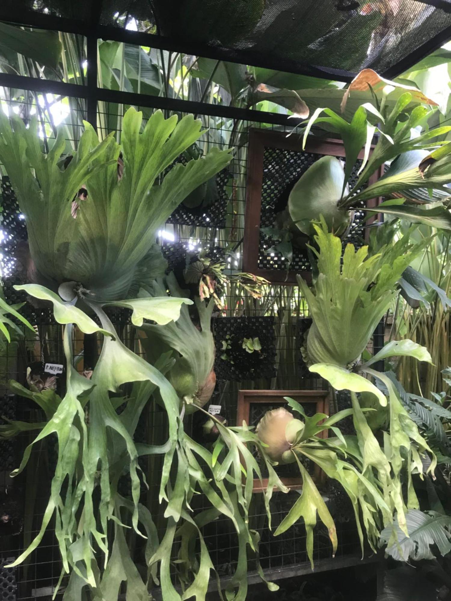 Gus Arditya Homestay Ubud  Bagian luar foto
