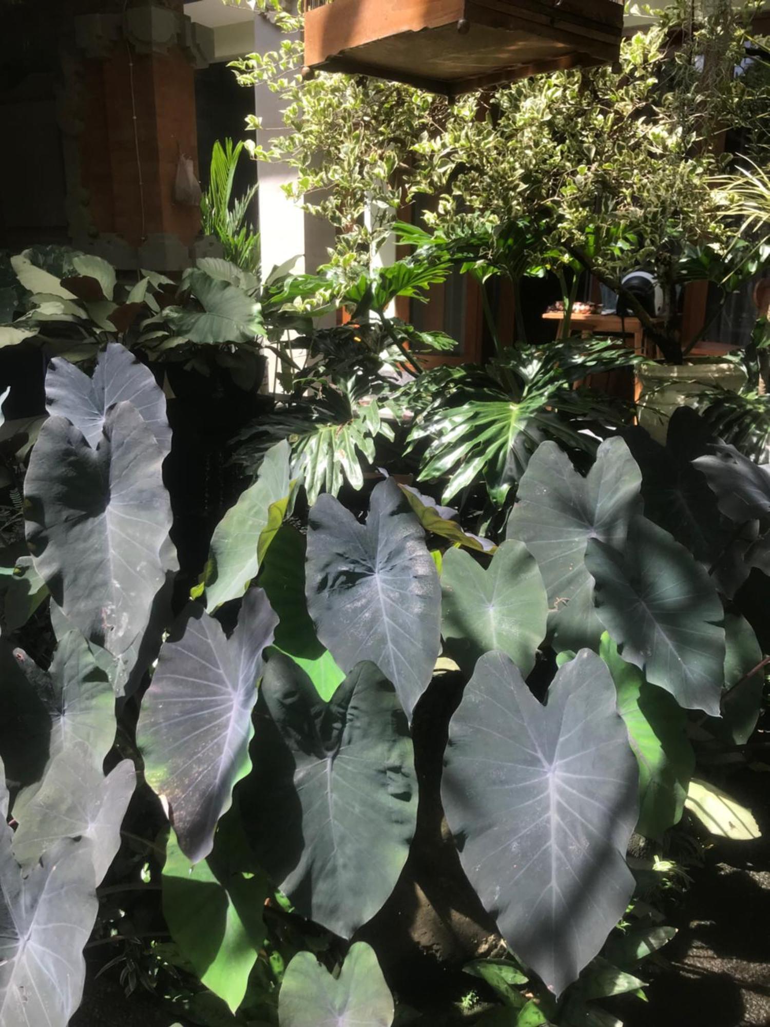 Gus Arditya Homestay Ubud  Bagian luar foto